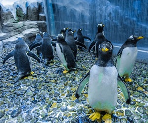 DUBAI AQUARIUM AND PENGUIN COVE - FDR Travel & Tourism